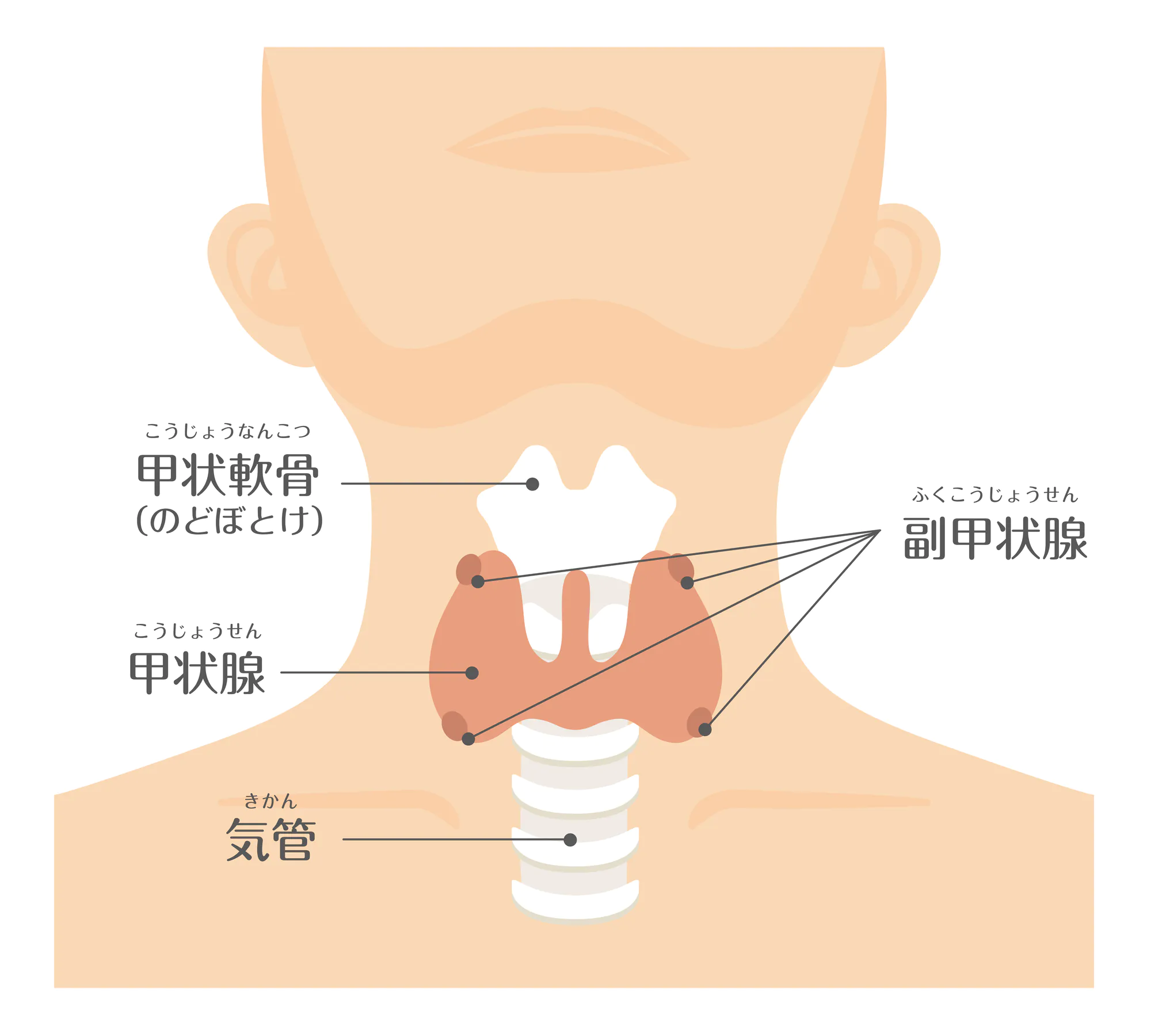 甲状腺疾患