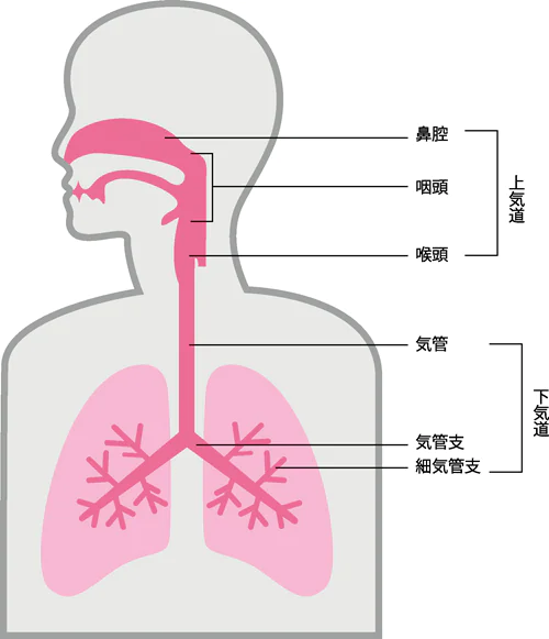 気道の働きついて